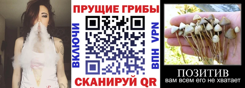 купить закладку  Усть-Джегута  Галлюциногенные грибы прущие грибы 